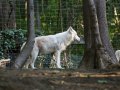 ZOO-Viden 24 srpen 2014 1026.JPG